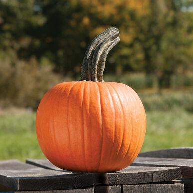 Cucurbita pepo Cinnamon Girl