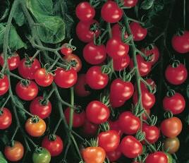 Solanum lycopersicon Super Sweet 100