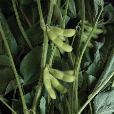 Glycine max Karikachi #3 (Edamame)