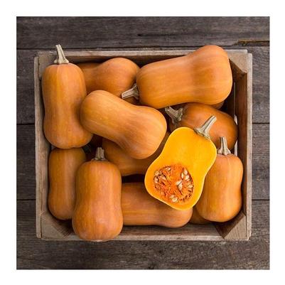 Cucurbita maxima Butterscotch, Butternut