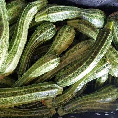 Cucurbita maxima Costada Romanesco