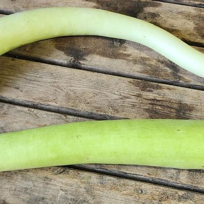 Cucurbita maxima Cucuzza
