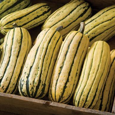 Cucurbita maxima Delicata
