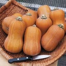 Cucurbita maxima Honeynut, Butternut