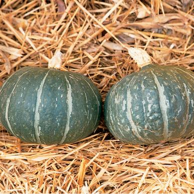 Cucurbita maxima Kabocha