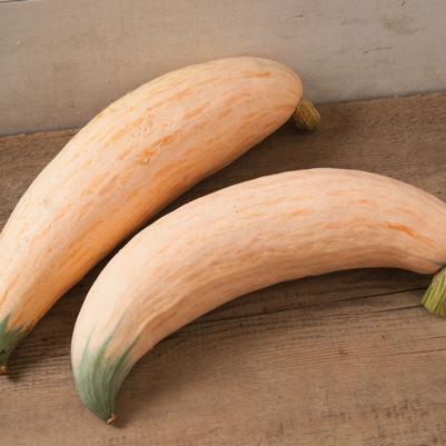 Cucurbita maxima North Georgia Candy Roaster