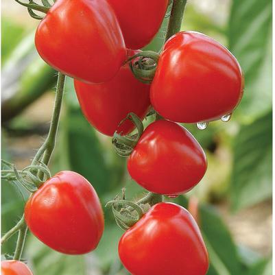 Solanum lycopersicon Tomatoberry