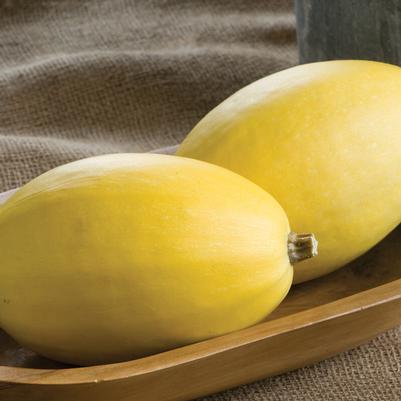Cucurbita maxima Sphagetti