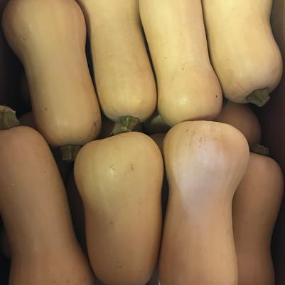 Cucurbita maxima Waltham Butternut