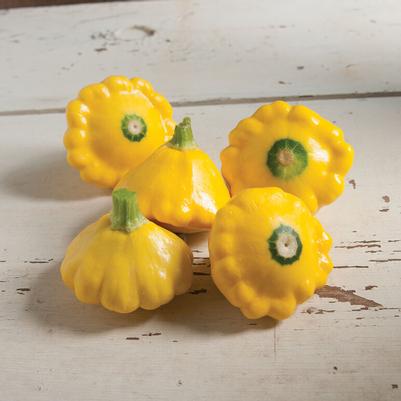 Cucurbita pepo Patty Pan