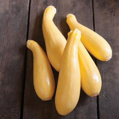 Cucurbita pepo Yellow Summer