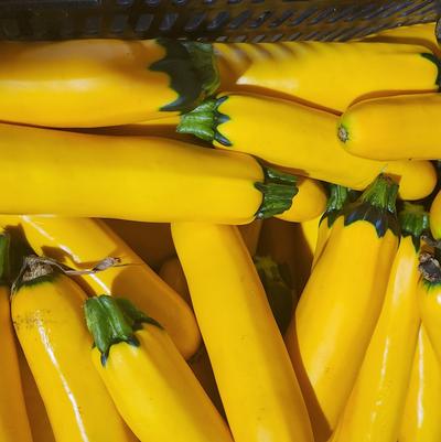 Cucurbita pepo Zucchini, Golden