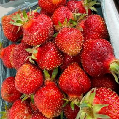 Fragaria ananassa Albion
