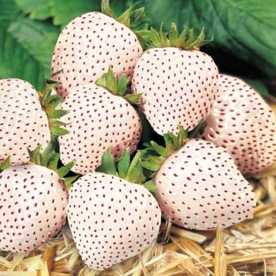 Fragaria ananassa Flamingo Pink