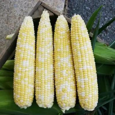 Zea mays Allure Bi-Color