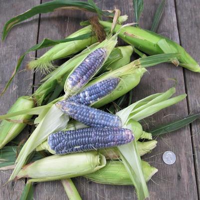 Zea mays Blue Jade Dwarf