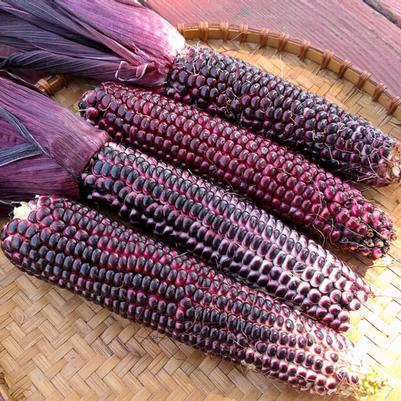 Zea mays Double Red