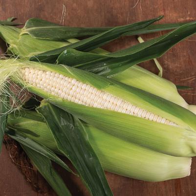 Zea mays Illusion - White
