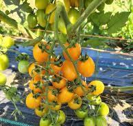 Solanum lycopersicum Datterini Yellow
