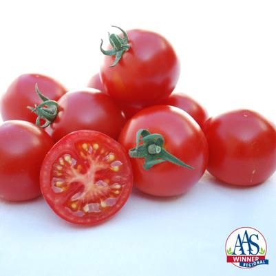 Solanum lycopersicum BadaBing