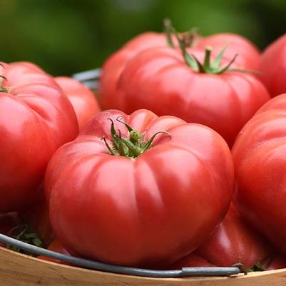 Solanum lycopersicon Wonderstar Red