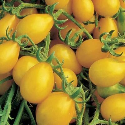 Solanum lycopersicum Beam's Yellow Pear