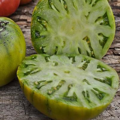 Solanum lycopersicum Cherokee Green