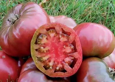 Solanum lycopersicum Cherokee Purple