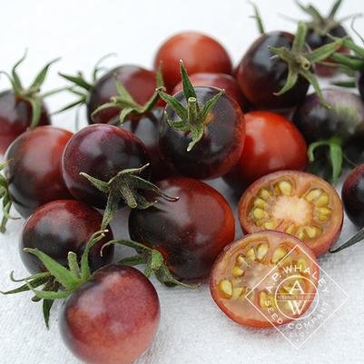 Solanum lycopersicum Indigo Blueberries