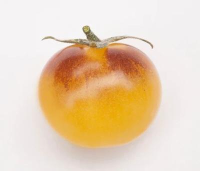 Solanum lycopersicum Indigo Cream Berries
