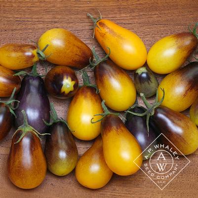 Solanum lycopersicum Indigo Pear Drops