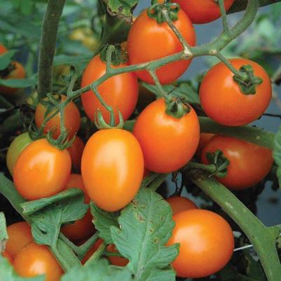 Solanum lycopersicum Lizziebelle