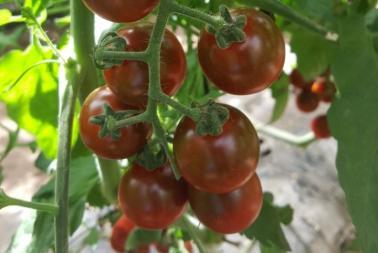 Solanum lycopersicum Madera