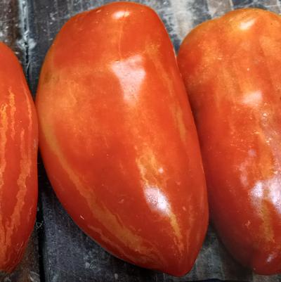Solanum lycopersicum Marzano Fire