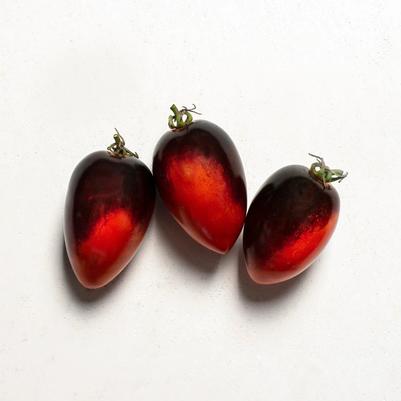 Solanum lycopersicum Midnight Roma