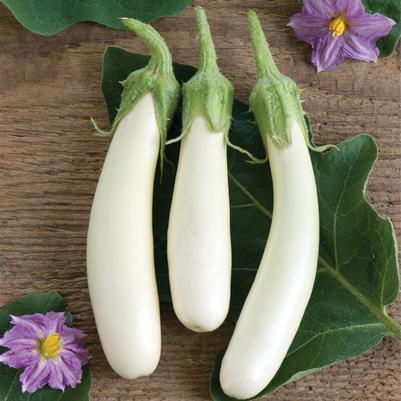 Solanum melongena Gretel