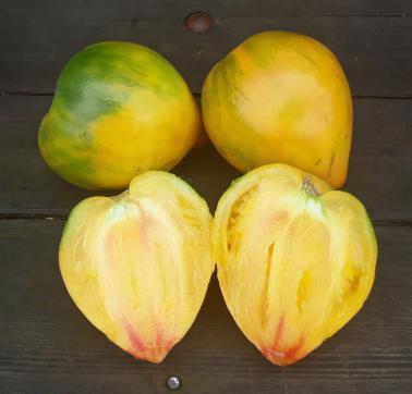 Solanum lycopersicum Midnight Sun