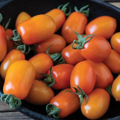 Solanum lycopersicum Mimosa