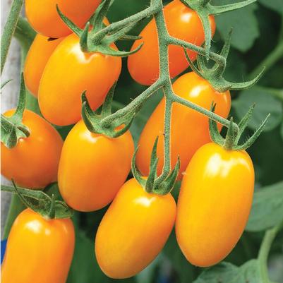 Solanum lycopersicum Nova