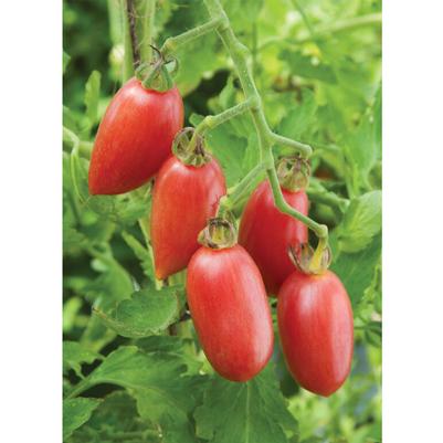 Solanum lycopersicum Pink Tiger