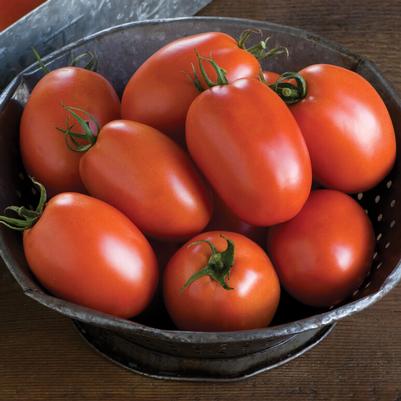 Solanum lycopersicum Plum Regal