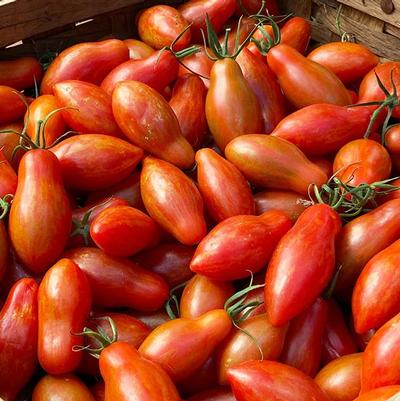 Solanum lycopersicum Prairie Fire