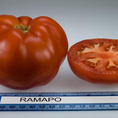 Solanum lycopersicum Ramapo