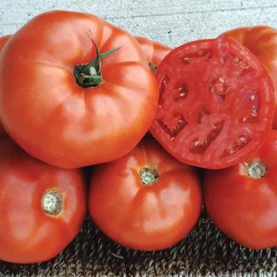 Solanum lycopersicum Red Deuce