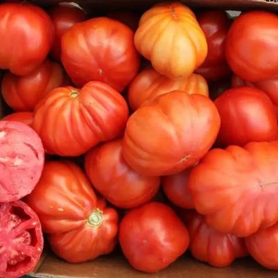 Solanum lycopersicum Riviera Cuor Di Bue Oxheart