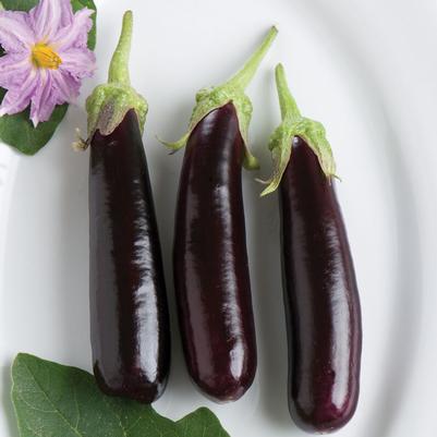 Solanum melongena Hansel
