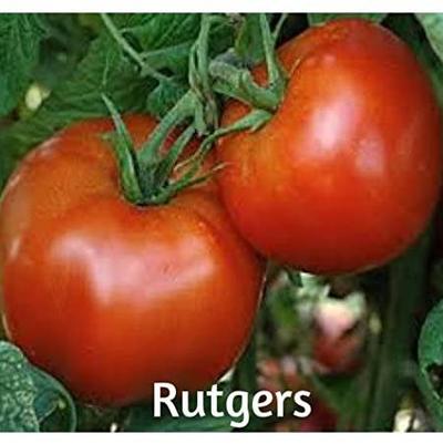 Solanum lycopersicum Rutgers 250