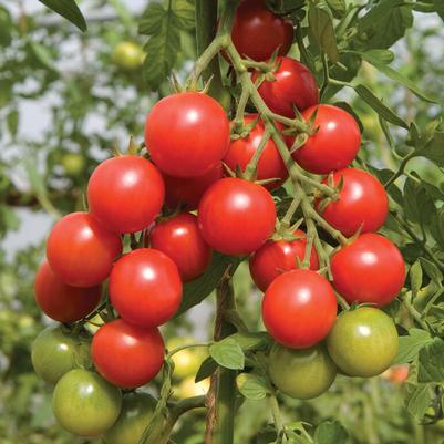 Solanum lycopersicum Sakura