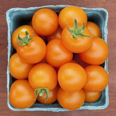 Solanum lycopersicum Toronjina