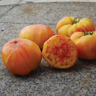 Solanum lycopersicum Virginia Sweets